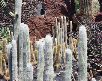 Espostoa lanata, fuzzy cactus, woolly cactus. White Persian cat cactus similar to Cereus cenilis.