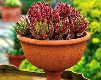 Very limited availability |Aloe Crosbys Prolific | hybrid Aloe | dwarf red aloe |Rare succulent.