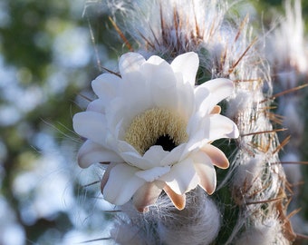 Xiquexique gounellei, the genus Xiquexique of the cactus family. Common names include "Alastrado", "Chique-Chique, Pilosocereus gounellei.