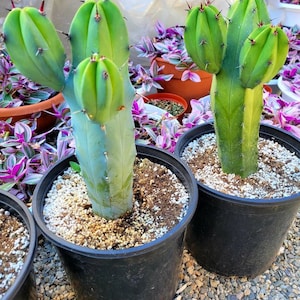 Great quality Myrtillocactus geometrizans cactus, Cereus Geometrizans, Myrtillocactus Grandiareolatus, blue candle cactus. image 4