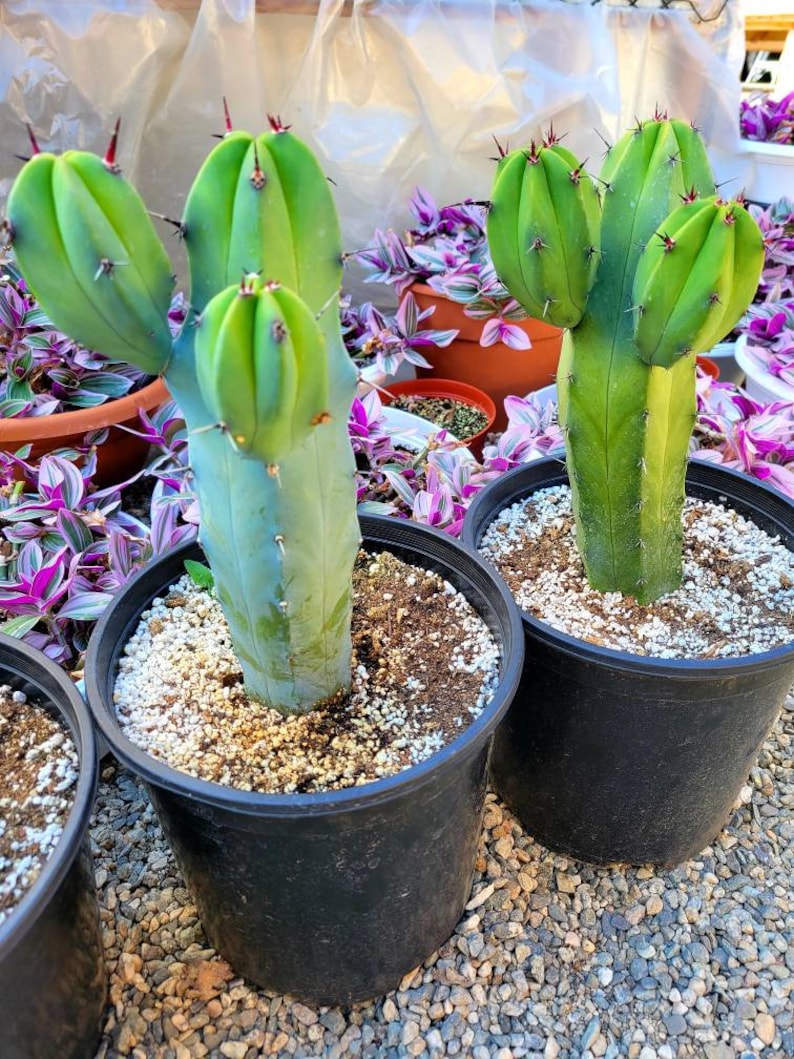 Great quality Myrtillocactus geometrizans cactus, Cereus Geometrizans, Myrtillocactus Grandiareolatus, blue candle cactus. image 4