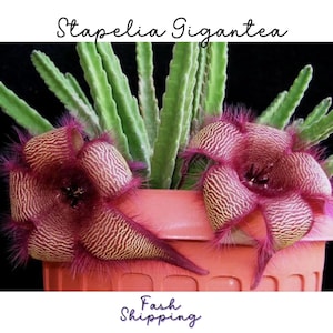 May include: A Stapelia Gigantea plant with two large, star-shaped, maroon and cream-colored flowers featuring fine, hair-like textures. The succulent has upright, green, ridged stems and is potted in a ribbed, peach-colored plastic container.