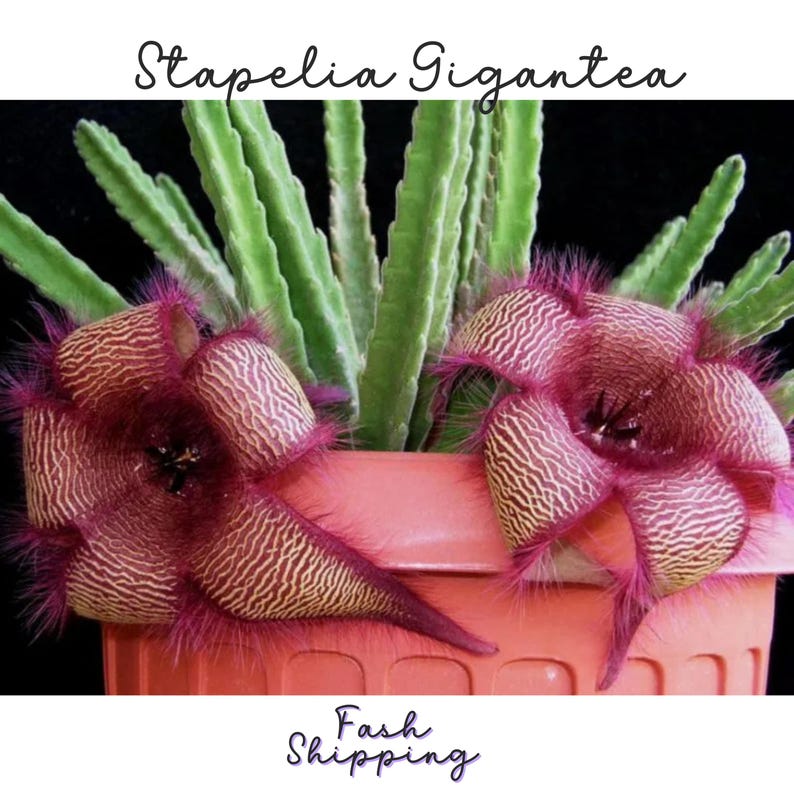 May include: A Stapelia Gigantea plant with two large, star-shaped, maroon and cream-colored flowers featuring fine, hair-like textures. The succulent has upright, green, ridged stems and is potted in a ribbed, peach-colored plastic container.