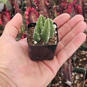 Stapelia Gigantea Succulent: Giant Starfish Flower, Drought Tolerant Live Plant image 3