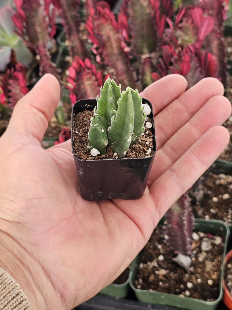 Stapelia Gigantea Succulent: Giant Starfish Flower, Drought Tolerant Live Plant image 3