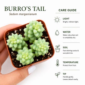 Donkey Tail Succulent – Trailing Sedum Morganianum, Rare Hanging Plant, Easy to Propagate imagen 7