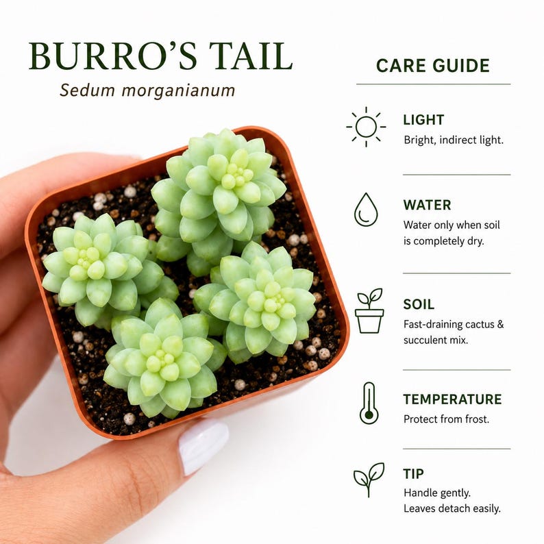 Donkey Tail Succulent – Trailing Sedum Morganianum, Rare Hanging Plant, Easy to Propagate imagen 7