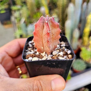 Cactus plant, live plant, Pitayo de Mayo, cacti, cactus blooms, low maintenance  plant. Stenocereus pruinosus | stenocereus griseus