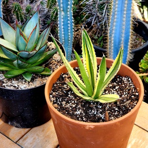 Agave lophantha Quadricolor, Quadricolor Century Plant, Exotic plant, exotic agave image 2