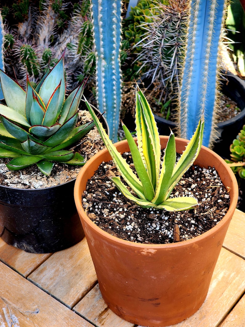 Agave lophantha Quadricolor, Quadricolor Century Plant, Exotic plant, exotic agave image 2