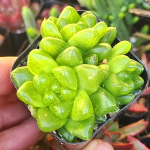 Mini Haworthia cymbiformis var obtusa, rare Haworthia, rare succulent,
