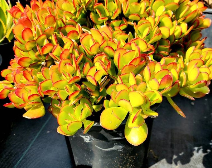 XLARGE Old Tree, Crassula Ovata 'hummel's Sunset' Golden Jade, Jade