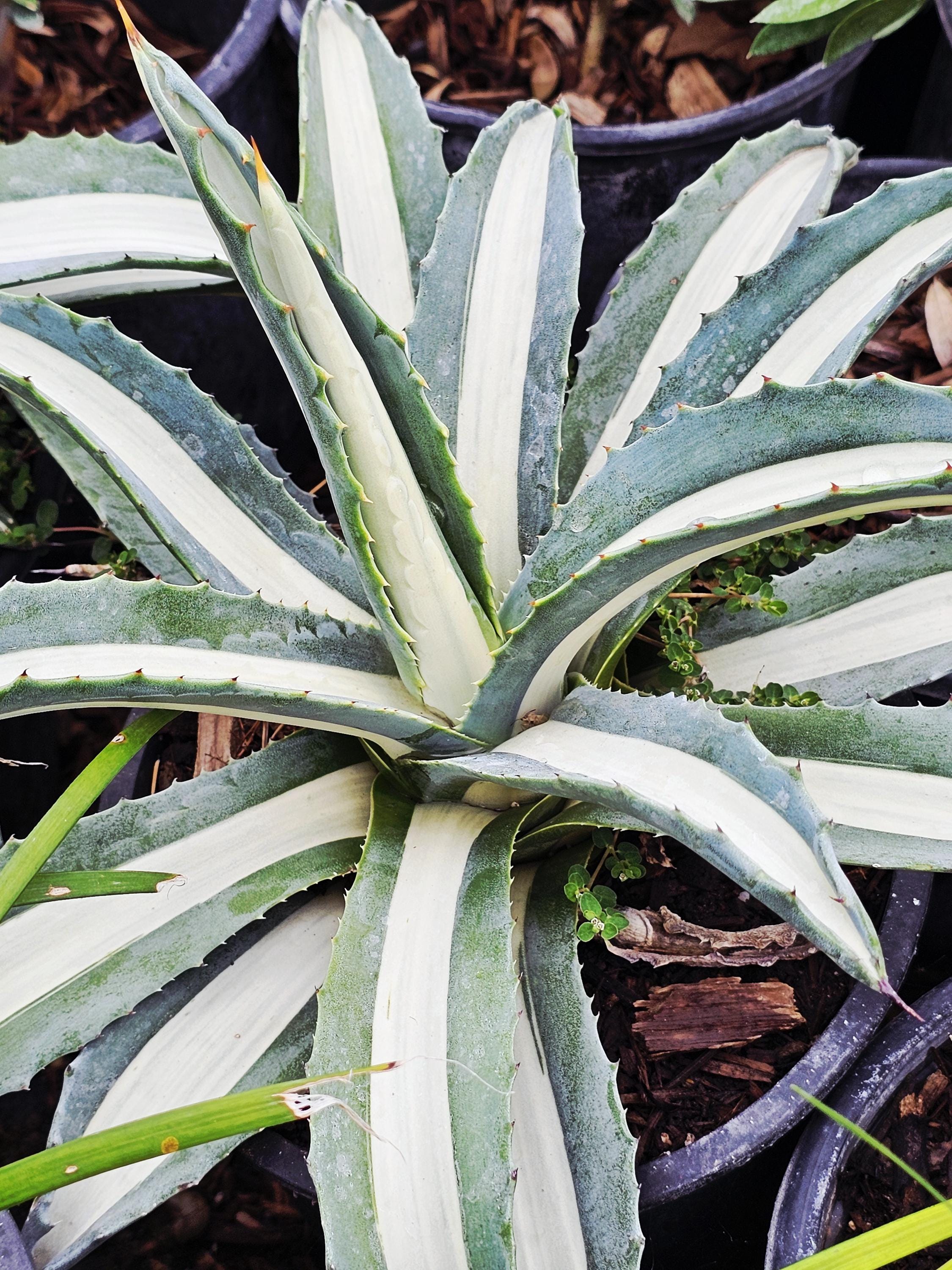 Rare Agave, White Striped Agave Americana: Drought Tolerant Plant in 4" Pot  - Etsy