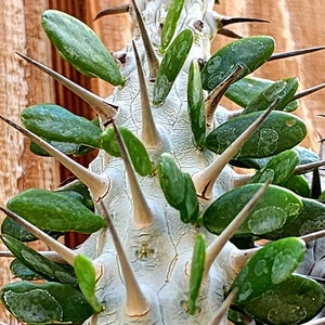 Alluaudia procera, Madagascar Ocotillo plant, Exotic Plants, Drought Tolerant Plants.