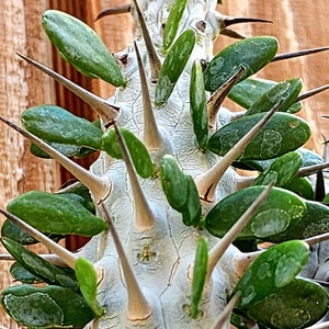 Alluaudia procera, Madagascar Ocotillo plant