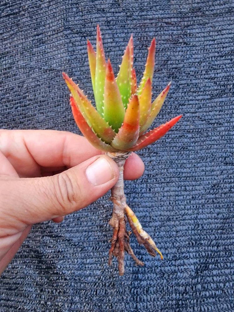 Very Limited Availability aloe Crosbys Prolific Hybrid Aloe Etsy