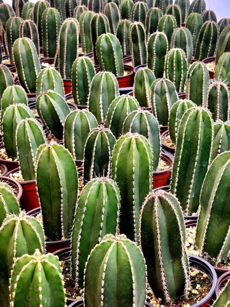 Mexican Fencepost Cactus