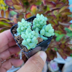 Puede incluir: Una peque&ntilde;a maceta negra llena de plantas suculentas verdes. Las plantas est&aacute;n agrupadas y tienen una forma redondeada.