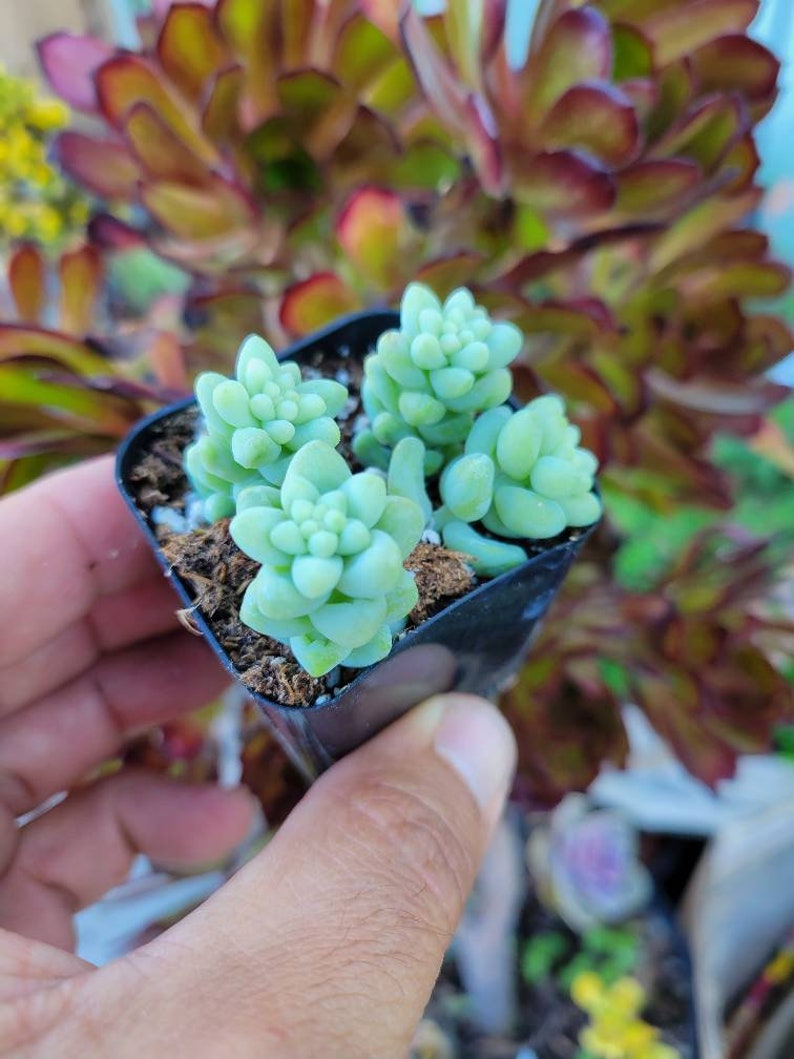 Puede incluir: Una peque&ntilde;a maceta negra llena de plantas suculentas verdes. Las plantas est&aacute;n agrupadas y tienen una forma redondeada.