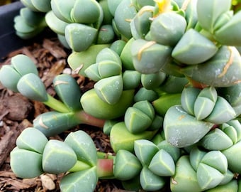 Astridia Velutina succulent Ice Plant Corpuscularia Lehmannii. Rare plant, rare succulent, suculenta rara, exotic succulent,