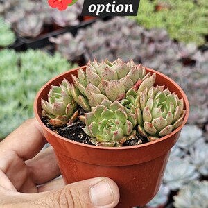 May include: A succulent plant cluster with green and reddish-tipped leaves potted in a small brown plastic container. The image features text that reads 1 cluster option with a small red flower icon next to the text.
