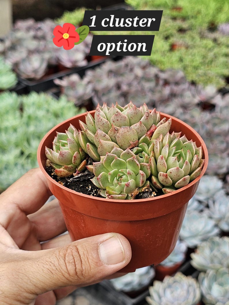 May include: A succulent plant cluster with green and reddish-tipped leaves potted in a small brown plastic container. The image features text that reads 1 cluster option with a small red flower icon next to the text.