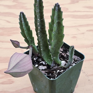 May include: A green succulent plant with upright, serrated stems growing in a 4-inch square plastic pot. The plant features a large, smooth, light purple, teardrop-shaped flower bud extending from the side, along with a smaller, pointed bud.