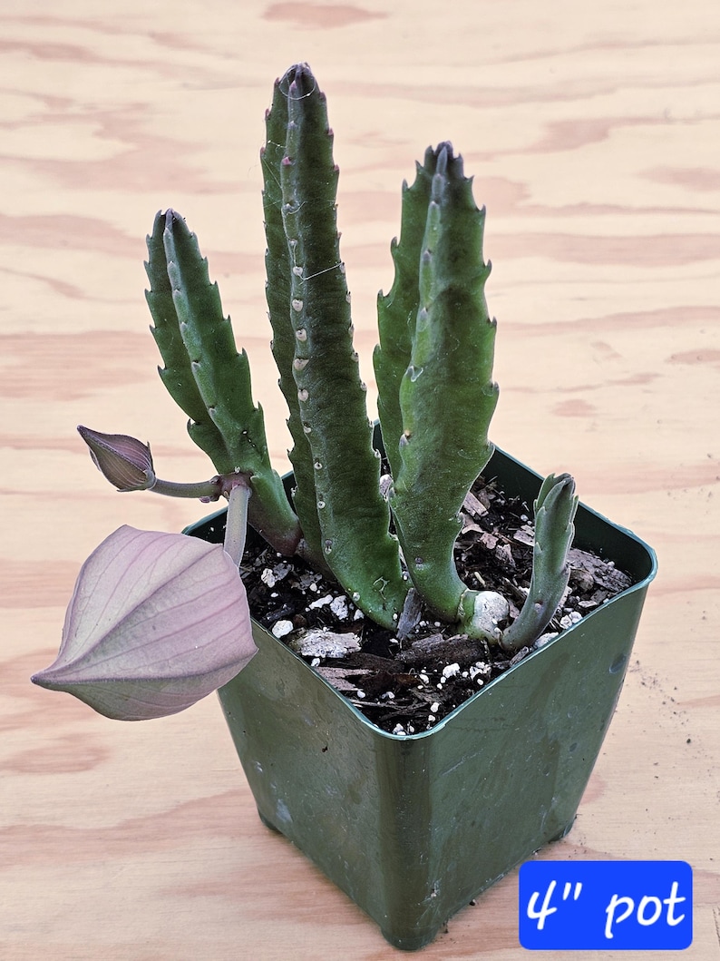 May include: A green succulent plant with upright, serrated stems growing in a 4-inch square plastic pot. The plant features a large, smooth, light purple, teardrop-shaped flower bud extending from the side, along with a smaller, pointed bud.