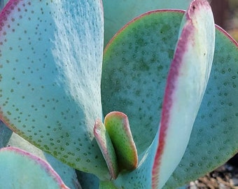 Silver Dollar Plant, Crassula arborescens, Blue Bird crassula, rare succulent, Chinese jade plant.