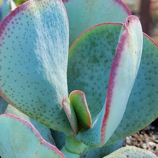 Silver Dollar Plant, Crassula arborescens, Blue Bird crassula, rare succulent, Chinese jade plant.