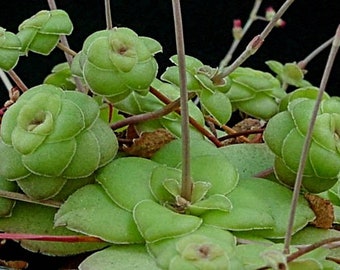 Crassula orbicularis, rare succulent, rare crassula.
