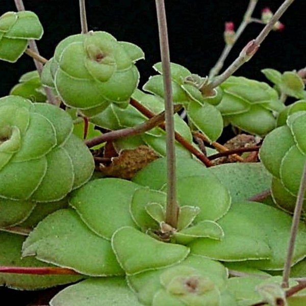 Crassula orbicularis, rare succulent, rare crassula.