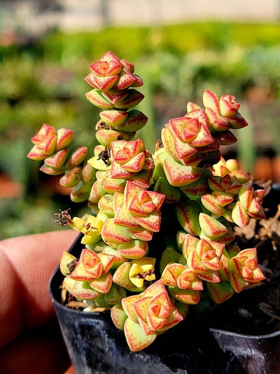 Crassula 'tom Thumb' | String of Buttons | Rare Mini Succulent, Potted Plant  - Etsy