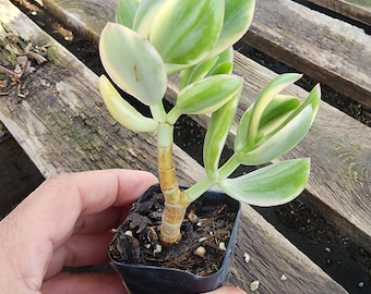 Small Crassula Ovata Tricolor Jade Plant - Variegated Succulent