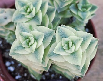Variegated String of Buttons Succulent: Rare Colorful Crassula