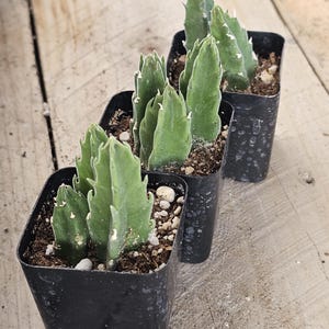 Stapelia Gigantea Succulent: Giant Starfish Flower, Drought Tolerant Live Plant image 5