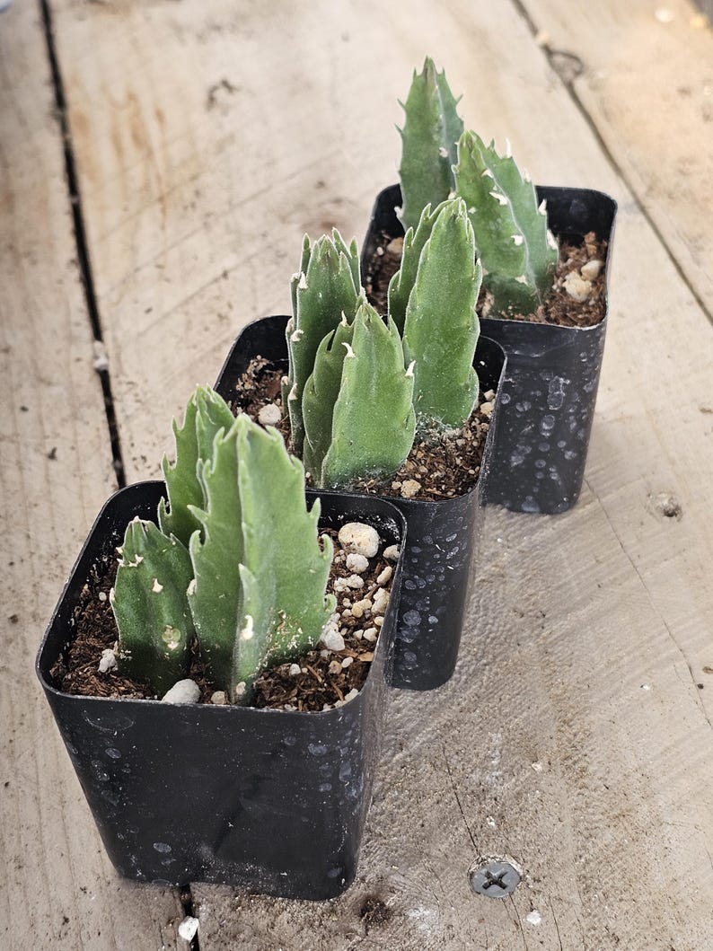 Stapelia Gigantea Succulent: Giant Starfish Flower, Drought Tolerant Live Plant image 5