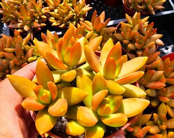 Sedum adolphi Firestorm, red plant, beautiful succulents with stunning colors!