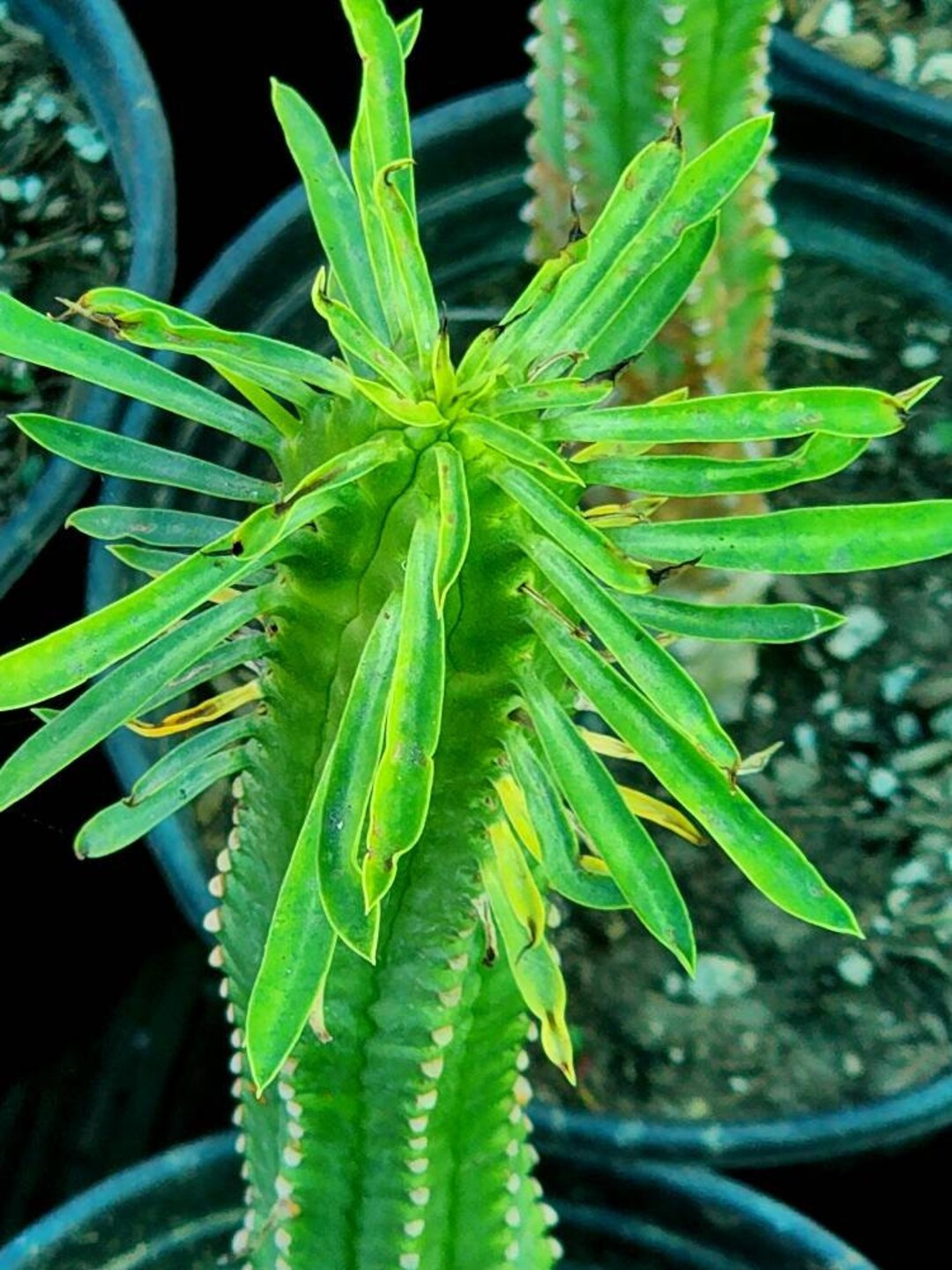Euphorbia Loricata African Palm Tree Succulents Palm Tree Home Decor up