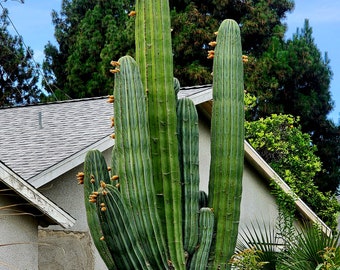 Cardon Cactus, Growing The Giant Mexican  Succulents, Mexican Giant Cardón.Pachycereus Pringlei,