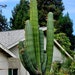 see more listings in the Cacti section