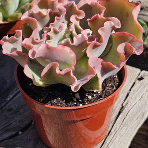 May include: A close-up of a succulent plant with ruffled, pink-tinged leaves in a brown plastic pot. The plant is labeled "giant ruffles".