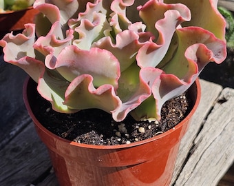 May include: A succulent plant with wavy, ruffled leaves in shades of pale green and pink, potted in a brown plastic container. The text "giant ruffles" is printed in white on a blue rectangular background at the bottom of the image.
