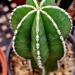 Mexican Fencepost Cactus: Pachycereus Marginatus, Columnar Cactus