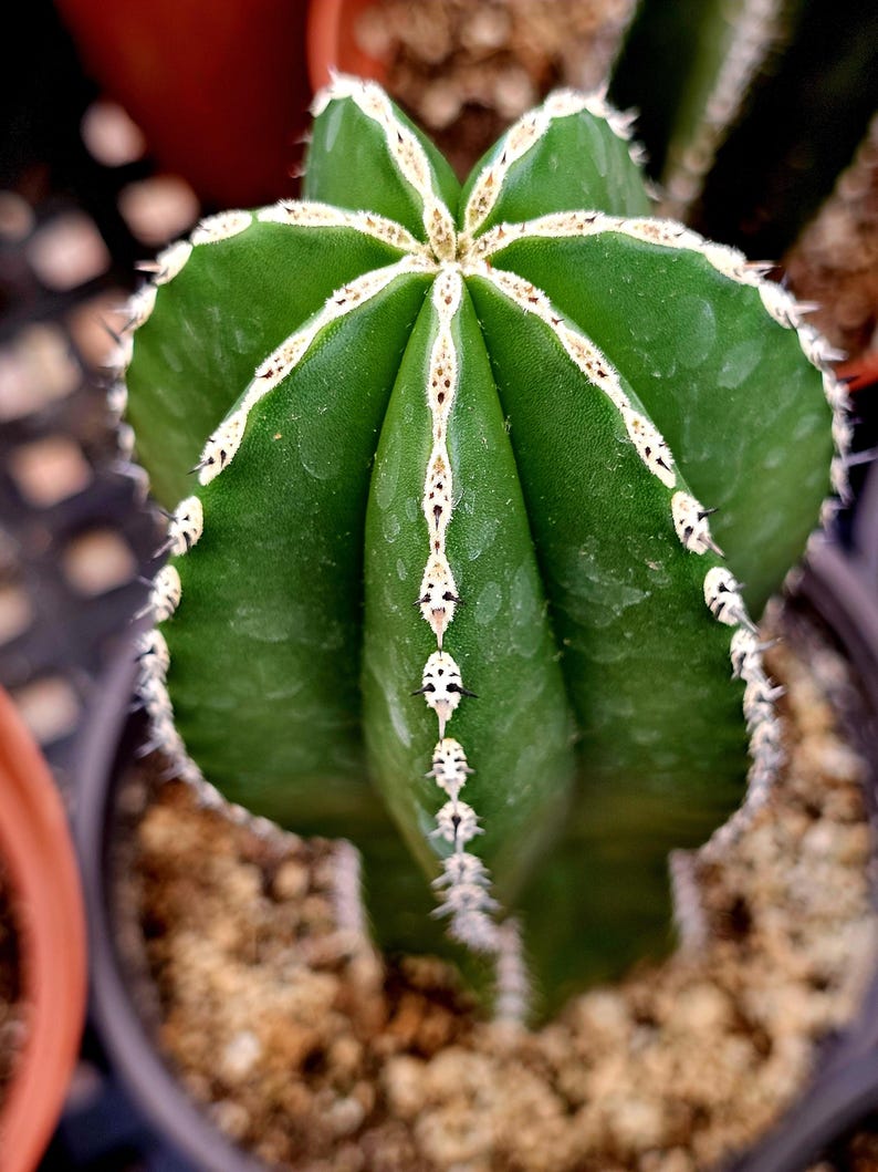 Mexican Fencepost Cactus - Thumbnail 5