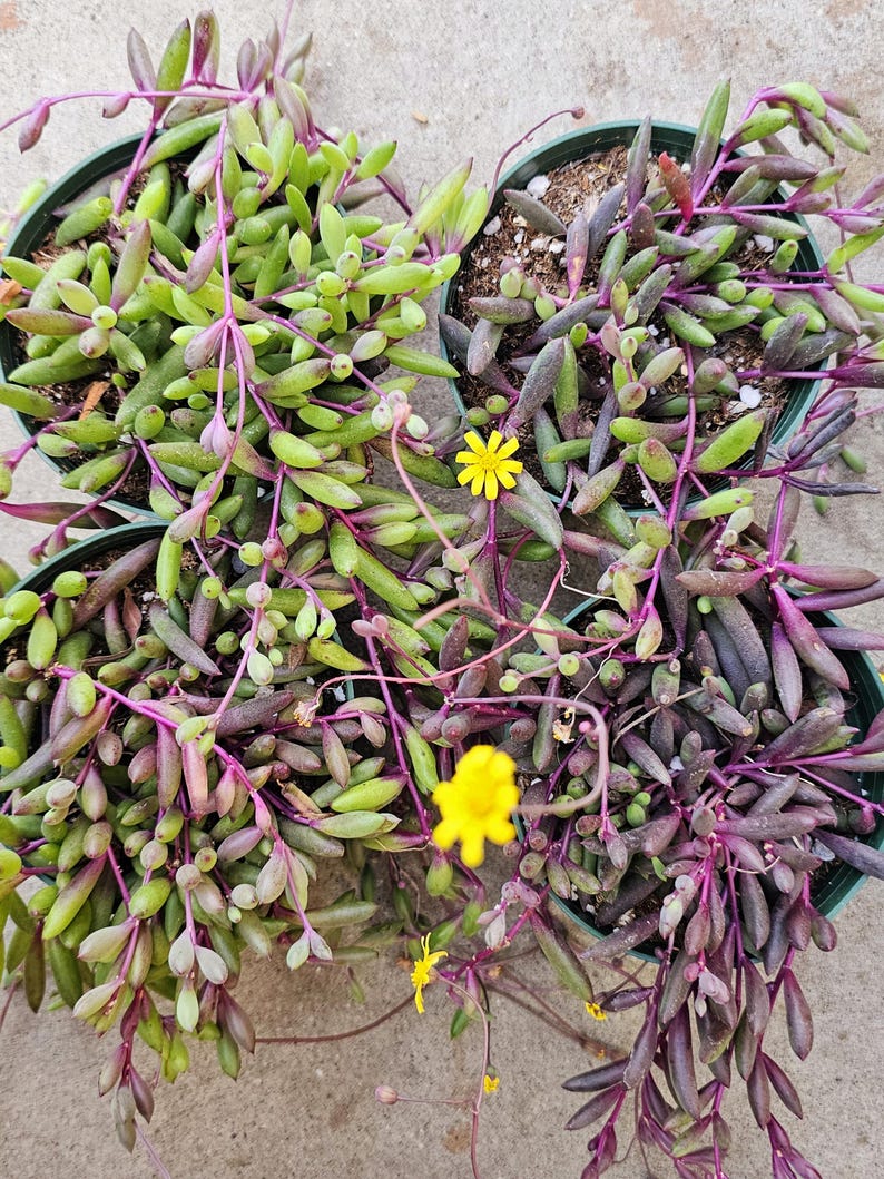 String of Ruby Succulent: Othonna Capensis Live Hanging Plant - Etsy