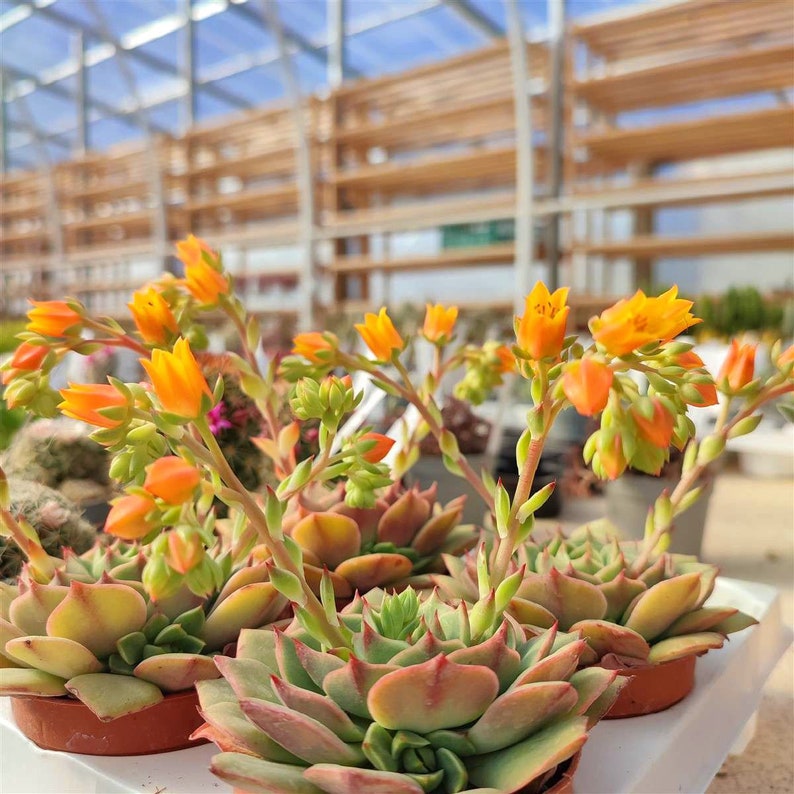 May include: A collection of Echeveria succulents in small brown pots, featuring thick, fleshy, pale green leaves with reddish-pink tips. Several plants have tall, slender stalks topped with clusters of vibrant, bell-shaped orange flowers.