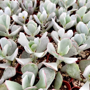 May include: Close-up of a collection of succulent plants. The plants have thick, pale green leaves with reddish edges. They are arranged in small, brown pots, creating a dense, textured pattern. The overall color palette is soft and natural.