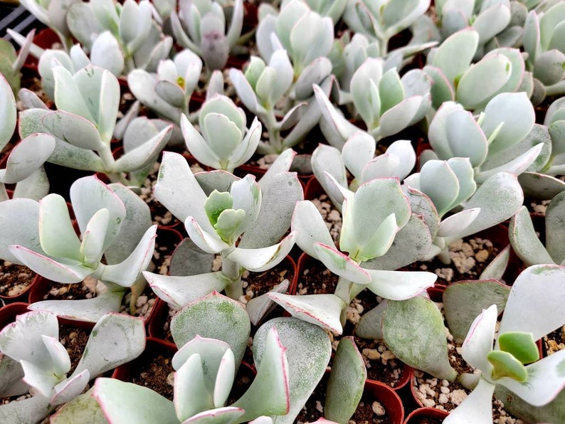 May include: Close-up of a collection of succulent plants. The plants have thick, pale green leaves with reddish edges. They are arranged in small, brown pots, creating a dense, textured pattern. The overall color palette is soft and natural.