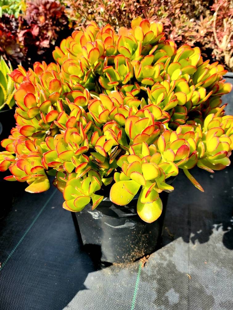 Golden Jade Succulent - Crassula ovata 'Hummel's Sunset' - Live Plant